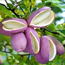 Акебия пятилистная (Akebia quinata), семена 2 шт.