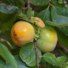 Хурма Вирджинская (Diospyros virginiana), семена 3 шт.