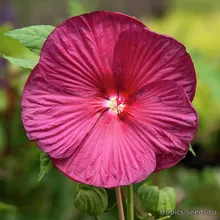 Гибискус Мускусный NIPPON RED, Hibiscus moscheutos, семена 5 шт.