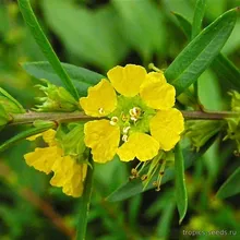 Хеймия Иволистная (Heimia salicifolia), семена 10 шт.