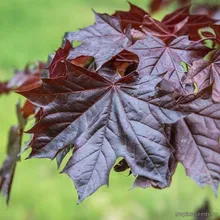 Клён Остролистный ROYAL RED (Acer platanoides), семена 5 шт.