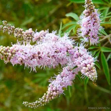 Витекс Священный ROSEA (Vitex agnus-castus), семена 5 шт.