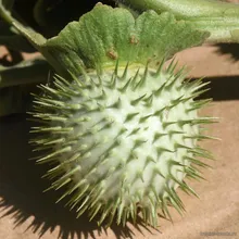 Дурман Индейский (Datura innoxia), семена 5 шт.
