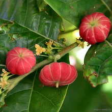 Глохидион Фердинанда (Сырное дерево), Glochidion ferdinandi, семена 5 шт.