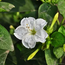 Мирабилис Ялапа WHITE (Mirabilis jalapa), семена 5 шт.