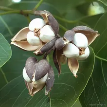 Сапиум Салоносный (Sapium sebiferum), семена 5 шт.