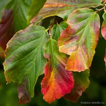 Парротия Персидская (Parrotia persica), семена 3 шт.