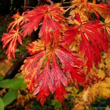 Клен Японский ACONITIFOLIUM (Acer japonicum), семена 3 шт.