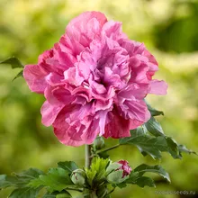 Гибискус ДЮК ДЕ БРАБАНТ (Hibiscus syriacus), семена 5 шт.