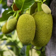 Джекфрут (Artocarpus heterophyllus), семена 2 шт.