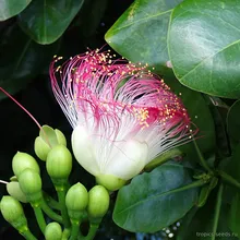 Баррингтония азиатская (Barringtonia asiatica), семена 1 шт.