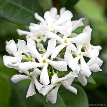 Трахелоспермум (Жасмин звездчатый), Trachelospermum jasminoides, семена 3 шт.