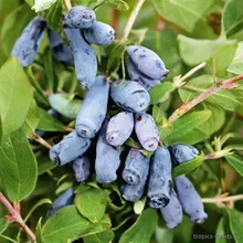 Жимолость съедобная (Lonicera edulis), семена 10 шт.