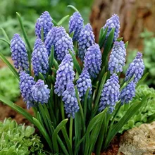 Мускари гроздевидный (Muscari botryoides), семена 20 шт.