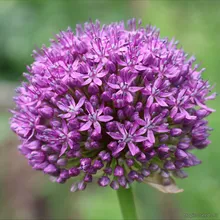 Аллиум Гигантский (Allium giganteum), семена 10 шт.