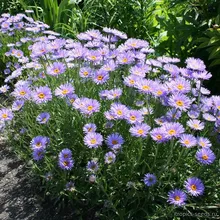 Астра Альпийская (Aster alpinus), семена 20 шт.