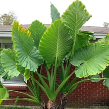 Алоказия крупнокорневищная (Alocasia macrorrhiza), семена 1 шт.