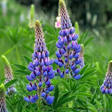 Люпин многолистный (Lupinus polyphyllus), семена 20 шт.