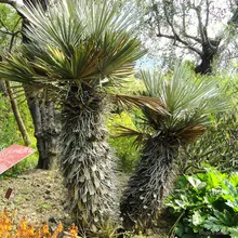 Тритринакс Равнинный (Trithrinax campestris), семена 2 шт.