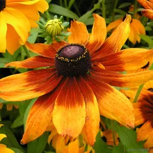 Рудбекия волосистая (Rudbeckia hirta), семена 20 шт.
