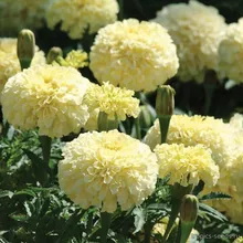 Бархатцы КИЛИМАНДЖАРО (Tagetes erecta), семена 20 шт.