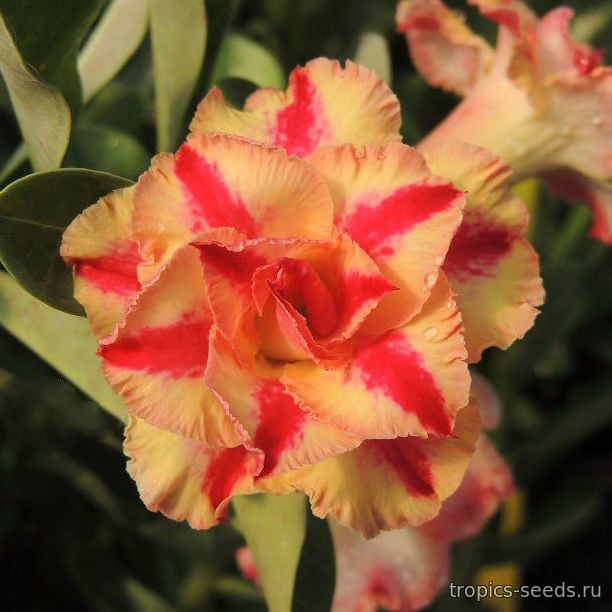 Adenium Obesum Desert Rose Mini Size