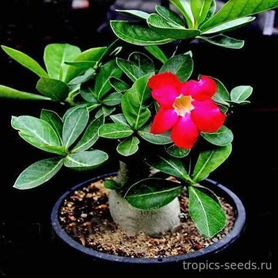 Перейти на страницу товара Adenium Thai Socotranum