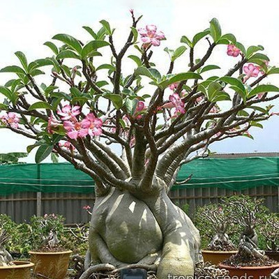Перейти на страницу товара Adenium Thai Socotranum