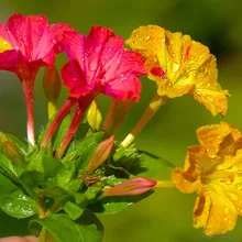Мирабилис Ялапа BROKEN COLORS (Mirabilis jalapa), семена 5 шт.