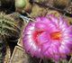 Thelocactus bicolor - Телокактус двуцветный