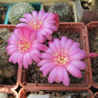 Sulcorebutia tiraquensis ssp aguilarii - Сулькоребуция