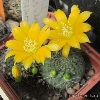 Rebutia senilis v kesselringiana cv ’Sphinx’ - Ребуция старческая