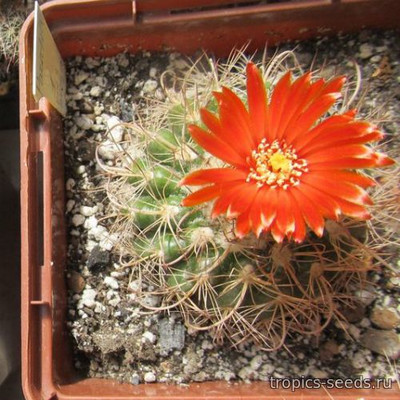 Parodia SP2 - Пародия