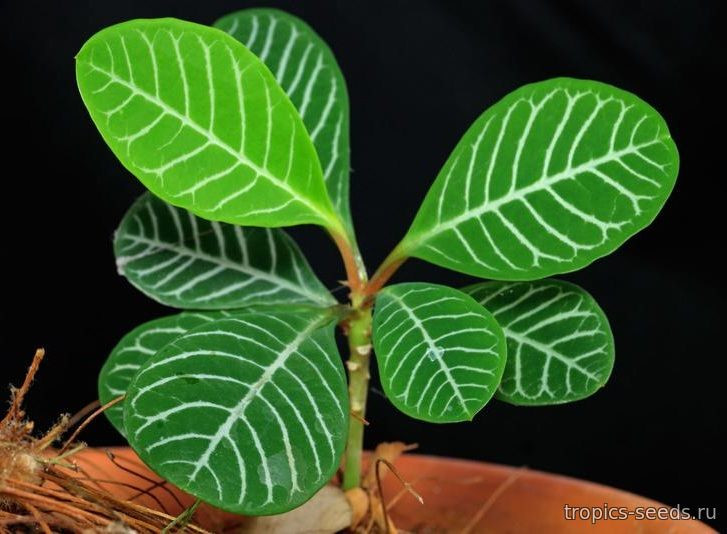 Euphorbia leuconeura - Молочай беложильчатый: купить 3 семени с ...