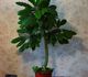 Euphorbia leuconeura - Молочай беложильчатый