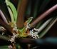 Euphorbia leuconeura - Молочай беложильчатый