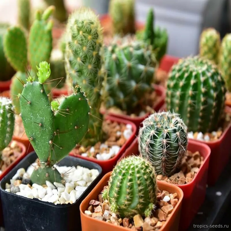 Кактус (смесь), Cactus MIX