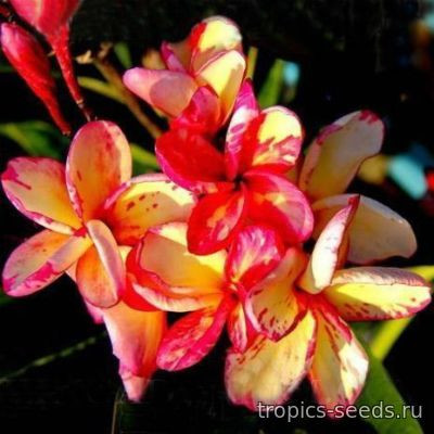 Перейти на страницу товара Plumeria rubra AMBER ROMANCE - Плюмерия