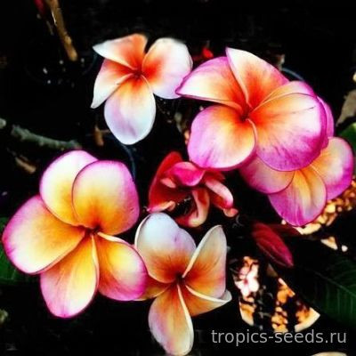 Перейти на страницу товара Plumeria rubra KING APRICOT - Плюмерия