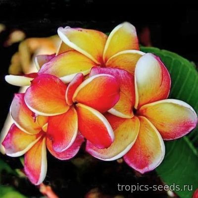 Перейти на страницу товара Plumeria rubra KING INCREDIBLE - Плюмерия