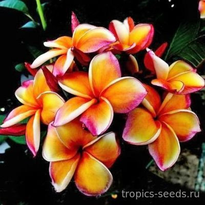 Перейти на страницу товара Plumeria rubra PARADISE - Плюмерия