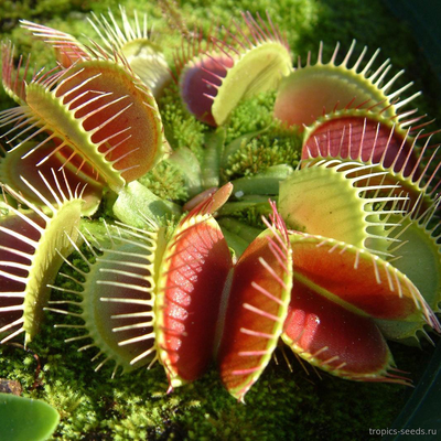 Дионея (Венерина Мухоловка), Dionaea muscipula