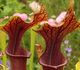 Sarracenia alata 'red throat' x flava 'rubricorpora' - Саррацения