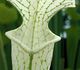Sarracenia leucophylla 'green and white' - Саррацения белолистная