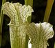 Sarracenia leucophylla 'green and white' - Саррацения белолистная