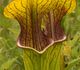 Sarracenia oreophila - Саррацения горолюбивая