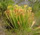 Sarracenia oreophila - Саррацения горолюбивая