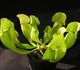 Sarracenia purpurea ssp purpurea 'heterophylla' - Саррацения пурпурная