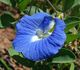 Clitoria ternatea - Клитория тройчатая, Синий чай