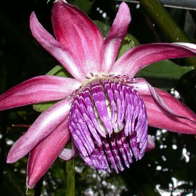 Passiflora ambigua - Пассифлора сомнительная